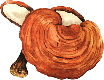 泰山靈芝,泰山赤靈芝,靈芝